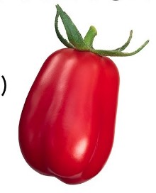 Roma tomato